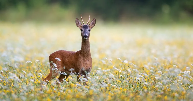 Trois territoires que je n'ai presque jamais croisés ailleurs